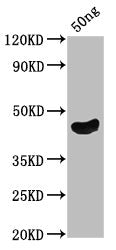Western Blot Positive WB detected in Recombinant protein All lanes: oprF antibody at 5µg/ml Secondary Goat polyclonal to rabbit IgG at 1/50000 dilution Predicted band size: 39.3 kDa Observed band size: 44 kDa