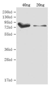 Western Blot Positive WB detected in Recombinant protein All lanes: iutA antibody at 1:2000 Secondary Goat polyclonal to rabbit IgG at 1/50000 dilution Predicted band size: 85.5 kDa Observed band size: 85.5 kDa