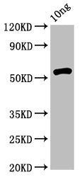 Western Blot Positive WB detected in Recombinant protein All lanes: rsrIM antibody at 4.3ug/ml Secondary Goat polyclonal to rabbit IgG at 1/50000 dilution Predicted band size: 52 kDa Observed band size: 52 kDa