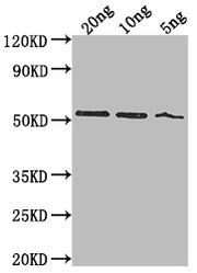 Western Blot Positive WB detected in Recombinant protein All lanes: lasB antibody at 1:2000 Secondary Goat polyclonal to rabbit IgG at 1/50000 dilution Predicted band size: 49.1 kDa Observed band size: 52 kDa