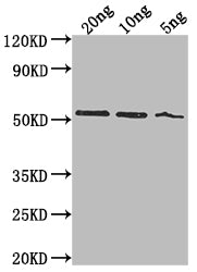 Western Blot Positive WB detected in Recombinant protein All lanes: lasB antibody at 1:2000 Secondary Goat polyclonal to rabbit IgG at 1/50000 dilution Predicted band size: 49.1 kDa Observed band size: 52 kDa