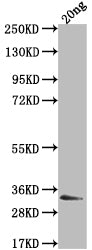 Western Blot Positive WB detected in Recombinant protein All lanes: EBNA3 antibody at 1:2000 Secondary Goat polyclonal to rabbit IgG at 1/50000 dilution Predicted band size: 22.2 kDa Observed band size: 33 kDa