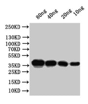 Western Blot Positive WB detected in: recombinant protein All lanes:Outer capsid protein VP4 Antibody at 1:1000 Secondary Goat polyclonal to rabbit IgG at 1/50000 dilution Predicted band size: 31.4 kDa Observed band size:32 kDa