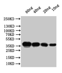 Western Blot Positive WB detected in: recombinant protein All lanes:Outer capsid protein VP4 Antibody at 1:1000 Secondary Goat polyclonal to rabbit IgG at 1/50000 dilution Predicted band size: 31.4 kDa Observed band size:32 kDa