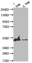 Western Blot Positive WB detected in Recombinant protein All lanes: eta antibody at 1:2000 Secondary Goat polyclonal to rabbit IgG at 1/50000 dilution Predicted band size: 39.9 kDa Observed band size: 48 kDa