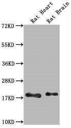Western Blot Positive WB detected in: Rat Heart tissue, Rat Brain tissue All lanes: Fgf2 antibody at 1:1000 Secondary Goat polyclonal to rabbit IgG at 1/50000 dilution Predicted band size: 18 kDa Observed band size: 18 kDa