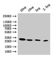 Western Blot Positive WB detected in: recombinant protein All lanes:pac Antibody at 1:1000 Secondary Goat polyclonal to rabbit IgG at 1/50000 dilution Predicted band size: 25 kDa Observed band size: 25 kDa
