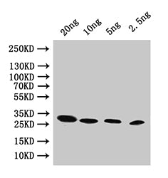 Western Blot Positive WB detected in: recombinant protein All lanes:pac Antibody at 1:1000 Secondary Goat polyclonal to rabbit IgG at 1/50000 dilution Predicted band size: 25 kDa Observed band size: 25 kDa
