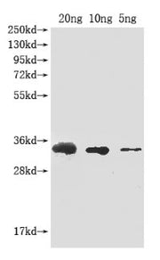 Western Blot Positive WB detected in Recombinant protein All lanes: Abrin-a antibody at 1:2000 Secondary Goat polyclonal to rabbit IgG at 1/50000 dilution Predicted band size: 33 kDa Observed band size: 33 kDa