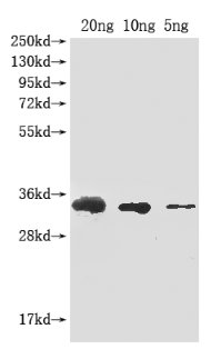 Western Blot Positive WB detected in Recombinant protein All lanes: Abrin-a antibody at 1:2000 Secondary Goat polyclonal to rabbit IgG at 1/50000 dilution Predicted band size: 33 kDa Observed band size: 33 kDa