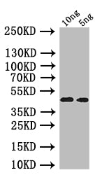 Western Blot Positive WB detected in: recombinant protein All lanes: oprI Antibody at 1:1000 Secondary Goat polyclonal to rabbit IgG at 1/50000 dilution Predicted band size: 40 kDa Observed band size: 40 kDa