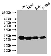 Western Blot Positive WB detected in: recombinant protein All lanes: HN Antibody at 1:1000 Secondary Goat polyclonal to rabbit IgG at 1/50000 dilution Predicted band size: 31 kDa Observed band size: 31 kDa