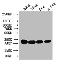 Western Blot Positive WB detected in: recombinant protein All lanes: HN Antibody at 1:1000 Secondary Goat polyclonal to rabbit IgG at 1/50000 dilution Predicted band size: 31 kDa Observed band size: 31 kDa