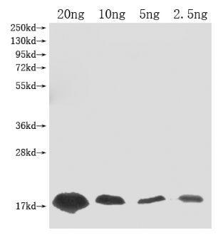 Western Blot Positive WB detected in Recombinant protein All lanes: Barstar (Ribonuclease inhibitor) antibody at 1:2000 Secondary Goat polyclonal to rabbit IgG at 1/50000 dilution Predicted band size: 16 kDa Observed band size: 16 kDa