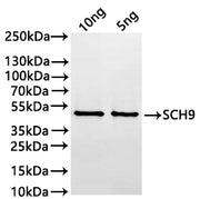 Western Blot Positive WB detected in: recombinant protein All lanes:SCH9 Antibody at 1:1000 Secondary Goat polyclonal to rabbit IgG at 1/20000 dilution Predicted band size: 40.6 kDa Observed band size: 41 kDa