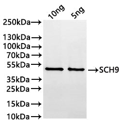 Western Blot Positive WB detected in: recombinant protein All lanes:SCH9 Antibody at 1:1000 Secondary Goat polyclonal to rabbit IgG at 1/20000 dilution Predicted band size: 40.6 kDa Observed band size: 41 kDa