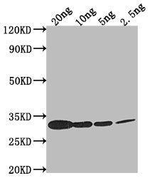 Western Blot Positive WB detected in Recombinant protein All lanes: Miraculin antibody at 1:2000 Secondary Goat polyclonal to rabbit IgG at 1/50000 dilution Predicted band size: 24.9 kDa Observed band size: 30 kDa