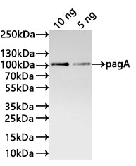 Western Blot Positive WB detected in: recombinant protein All lanes:pagA Antibody at 1:1000 Secondary Goat polyclonal to rabbit IgG at 1/20000 dilution Predicted band size: 89.6 kDa Observed band size: 90 kDa