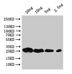 Western Blot Positive WB detected in: recombinant protein All lanes:faeG Antibody at 1:1000 Secondary Goat polyclonal to rabbit IgG at 1/50000 dilution Predicted band size: 29.6 kDa Observed band size: 28 kDa