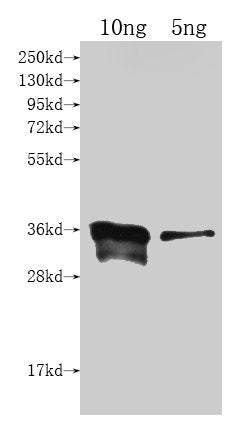 Western Blot Positive WB detected in Recombinant protein All lanes: cyp102A1 antibody at 1:2000 Secondary Goat polyclonal to rabbit IgG at 1/50000 dilution Predicted band size: 34.2 kDa Observed band size: 36 kDa