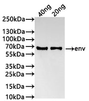 Western Blot Positive WB detected in: recombinant protein All lanes:env Antibody at 1:1000 Secondary Goat polyclonal to rabbit IgG at 1/20000 dilution Predicted band size: 59.9 kDa Observed band size: 60 kDa