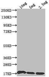 Western Blot Positive WB detected in Recombinant protein All lanes: S antibody at 1:2000 Secondary Goat polyclonal to rabbit IgG at 1/50000 dilution Predicted band size: 17.2 kDa Observed band size: 17 kDa