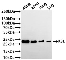 Western Blot Positive WB detected in: recombinant protein All lanes:K3L Antibody at 1:1000 Secondary Goat polyclonal to rabbit IgG at 1/20000 dilution Predicted band size: 23.5 kDa Observed band size: 27 kDa