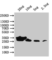 Western Blot Positive WB detected in: recombinant protein All lanes:env Antibody at 1:1000 Secondary Goat polyclonal to rabbit IgG at 1/50000 dilution Predicted band size: 29 kDa Observed band size: 29 kDa