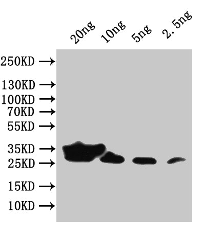 Western Blot Positive WB detected in: recombinant protein All lanes:env Antibody at 1:1000 Secondary Goat polyclonal to rabbit IgG at 1/50000 dilution Predicted band size: 29 kDa Observed band size: 29 kDa