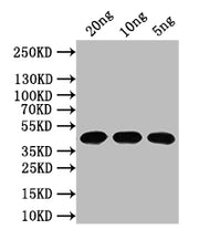 Western Blot Positive WB detected in: recombinant protein All lanes: N Antibody at 1:1000 Secondary Goat polyclonal to rabbit IgG at 1/50000 dilution Predicted band size: 44 kDa Observed band size: 44 kDa