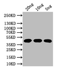 Western Blot Positive WB detected in: recombinant protein All lanes: N Antibody at 1:1000 Secondary Goat polyclonal to rabbit IgG at 1/50000 dilution Predicted band size: 44 kDa Observed band size: 44 kDa
