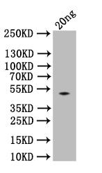 Western Blot Positive WB detected in: recombinant protein All lanes:spaA Antibody at 1:1000 Secondary Goat polyclonal to rabbit IgG at 1/50000 dilution Predicted band size: 51 kDa Observed band size: 51 kDa