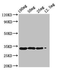 Western Blot Positive WB detected in Recombinant protein All lanes: BETVIA antibody at 2.8µg/ml Secondary Goat polyclonal to rabbit IgG at 1/50000 dilution Predicted band size: 34 kDa Observed band size: 34 kDa