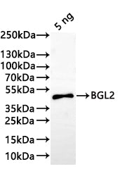 Western Blot Positive WB detected in: recombinant protein All lanes:BGL2 Antibody at 1:1000 Secondary Goat polyclonal to rabbit IgG at 1/20000 dilution Predicted band size: 38.6 kDa Observed band size: 39 kDa