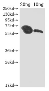 Western Blot Positive WB detected in Recombinant protein All lanes: MIP1 antibody at 1:2000 Secondary Goat polyclonal to rabbit IgG at 1/50000 dilution Predicted band size: 60 kDa Observed band size: 60 kDa