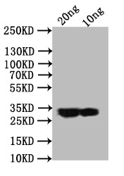 Western Blot Positive WB detected in: recombinant protein All lanes:ail Antibody at 1:1000 Secondary Goat polyclonal to rabbit IgG at 1/50000 dilution Predicted band size: 30.1 kDa Observed band size: 30 kDa