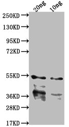 Western Blot Positive WB detected in Recombinant protein All lanes: IPAB antibody at 1:2000 Secondary Goat polyclonal to rabbit IgG at 1/50000 dilution Predicted band size: 40.2 kDa Observed band size: 43 kDa