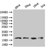 Western Blot Positive WB detected in: recombinant protein All lanes:Dll Antibody at 1:1000 Secondary Goat polyclonal to rabbit IgG at 1/50000 dilution Predicted band size: 17.8 kDa Observed band size: 18 kDa