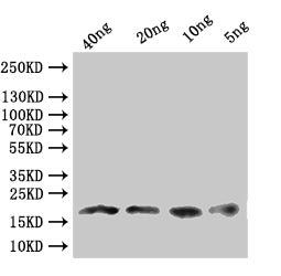 Western Blot Positive WB detected in: recombinant protein All lanes:Dll Antibody at 1:1000 Secondary Goat polyclonal to rabbit IgG at 1/50000 dilution Predicted band size: 17.8 kDa Observed band size: 18 kDa
