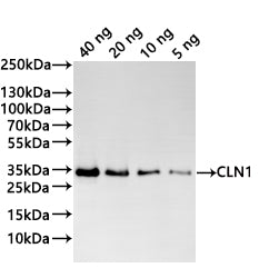 Western Blot Positive WB detected in: recombinant protein All lanes:CLN1 Antibody at 1:1000 Secondary Goat polyclonal to rabbit IgG at 1/20000 dilution Predicted band size: 32.5 kDa Observed band size: 33 kDa