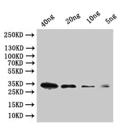 Western Blot Positive WB detected in: recombinant protein All lanes:tfpI Antibody at 1:1000 Secondary Goat polyclonal to rabbit IgG at 1/50000 dilution Predicted band size: 29 kDa Observed band size: 34 kDa