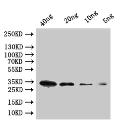 Western Blot Positive WB detected in: recombinant protein All lanes:tfpI Antibody at 1:1000 Secondary Goat polyclonal to rabbit IgG at 1/50000 dilution Predicted band size: 29 kDa Observed band size: 34 kDa