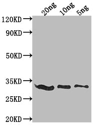 Western Blot Positive WB detected in Recombinant protein All lanes: E3L antibody at 1:2000 Secondary Goat polyclonal to rabbit IgG at 1/50000 dilution Predicted band size: 28.5 kDa Observed band size: 29 kDa