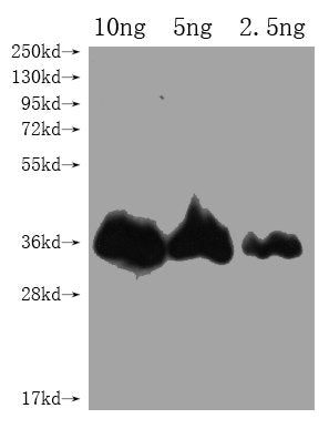Western Blot Positive WB detected in Recombinant protein All lanes: CHLI1 antibody at 1:2000 Secondary Goat polyclonal to rabbit IgG at 1/50000 dilution Predicted band size: 35.1 kDa Observed band size: 35 kDa