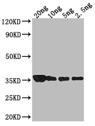 Western Blot Positive WB detected in Recombinant protein All lanes: groL antibody at 1:2000 Secondary Goat polyclonal to rabbit IgG at 1/50000 dilution Predicted band size: 34.4 kDa Observed band size: 34 kDa