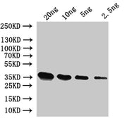 Western Blot Positive WB detected in: recombinant protein All lanes:SUI2 Antibody at 1:1000 Secondary Goat polyclonal to rabbit IgG at 1/50000 dilution Predicted band size: 37 kDa Observed band size: 37 kDa