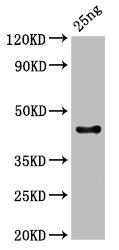 Western Blot Positive WB detected in Recombinant protein All lanes: C antibody at 3µg/ml Secondary Goat polyclonal to rabbit IgG at 1/50000 dilution Predicted band size: 44 kDa Observed band size: 44 kDa