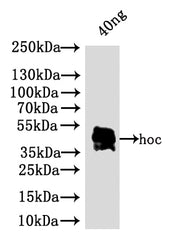Western Blot Positive WB detected in: recombinant protein All lanes: hoc Antibody at 1:1000 Secondary Goat polyclonal to rabbit IgG at 1/50000 dilution Predicted band size: 34 kDa Observed band size: 38 kDa