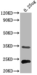 Western Blot Positive WB detected in Recombinant protein All lanes:eutC antibody at 1:2000 Secondary Goat polyclonal to rabbit IgG at 1/50000 dilution Predicted band size: 32 kDa Observed band size: 32 kDa