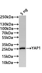 Western Blot Positive WB detected in: recombinant protein All lanes:YAP1 Antibody at 1:1000 Secondary Goat polyclonal to rabbit IgG at 1/20000 dilution Predicted band size: 22.7 kDa Observed band size: 25 kDa
